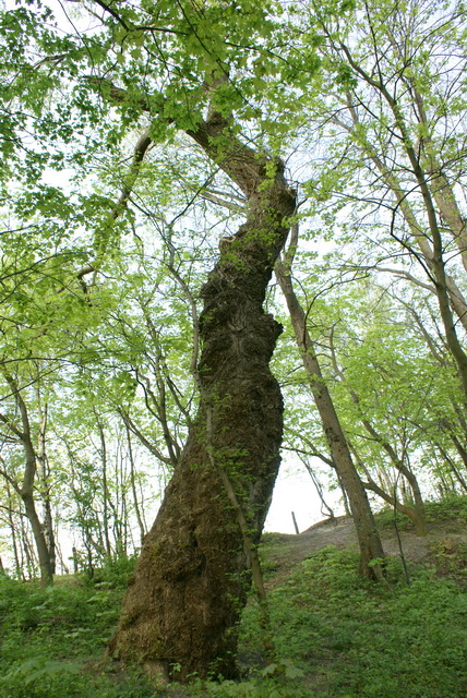 DSC04618
