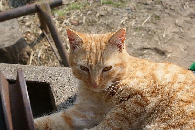DSC01706