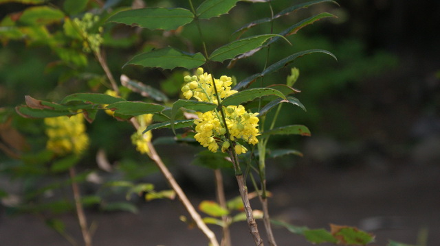 DSC05878