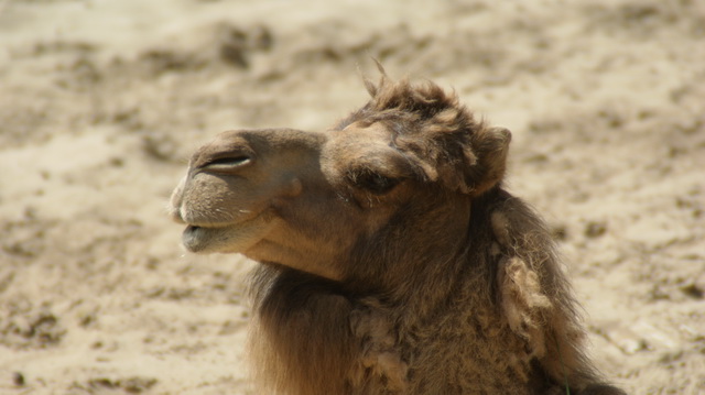 DSC08306