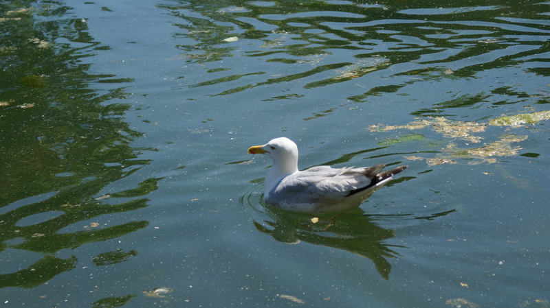 DSC00498