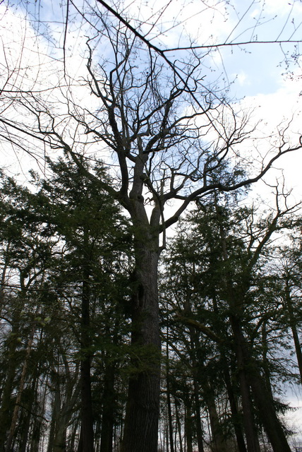 DSC04259