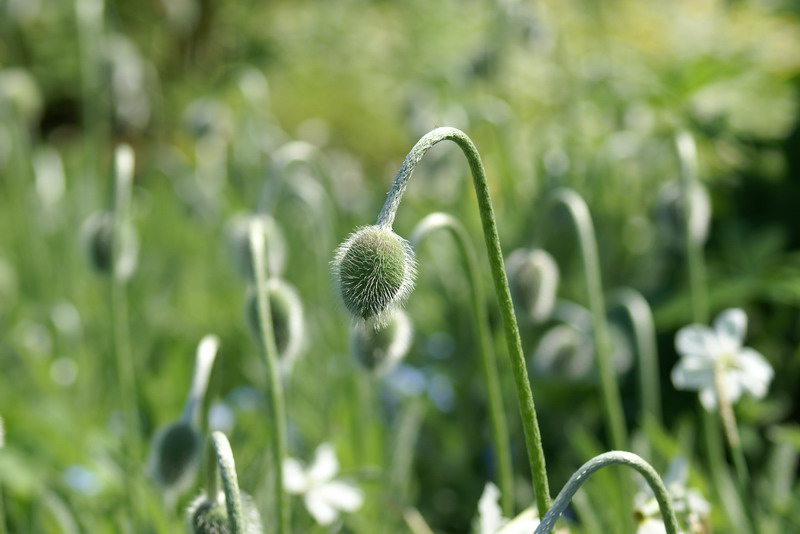 Flora