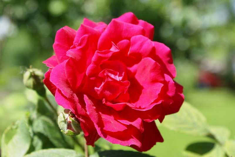 DSC00460