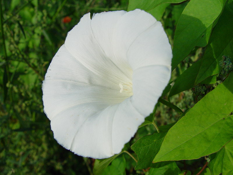 DSC01513